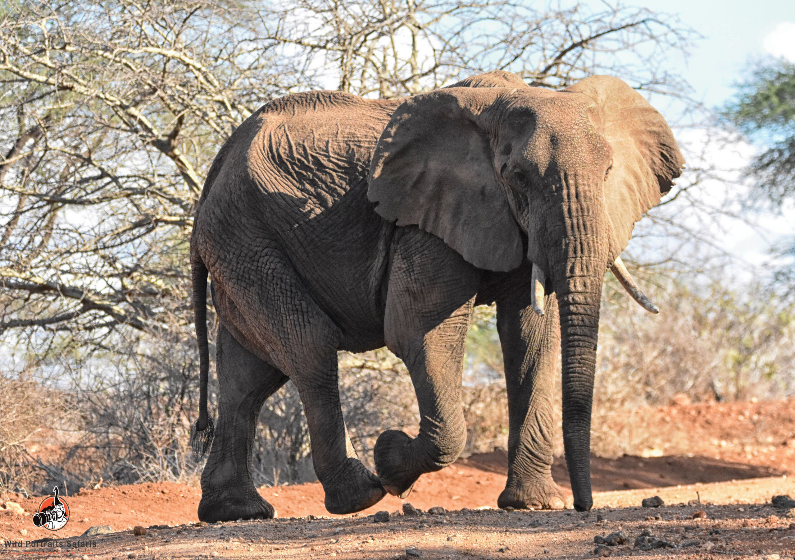 Elephants walking across the road on facts and best places to see the African elephant