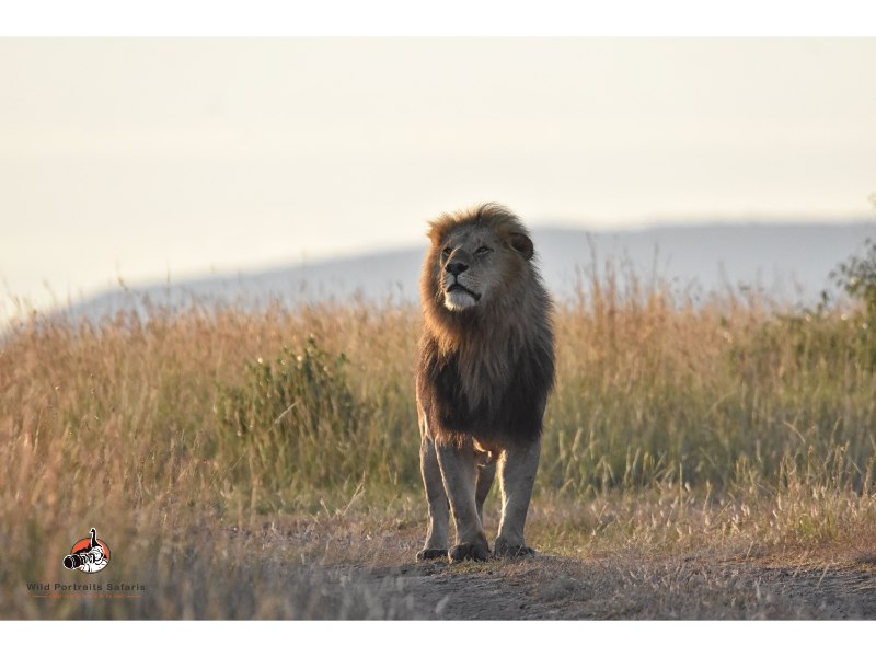 Male lion patrols on Africa safari vacation 10 days Kenya
