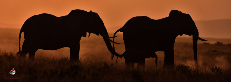 elephants parade in the evening at Amboseli on 12 Days Africa big cats and elephant safari