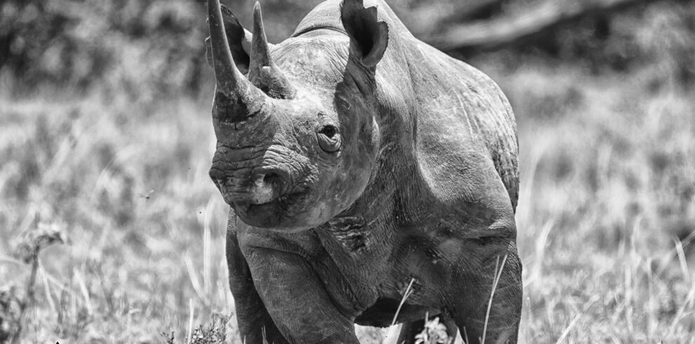 Black rhino at Ngorongoro Crater 3 Days Best Tanzania safari tour