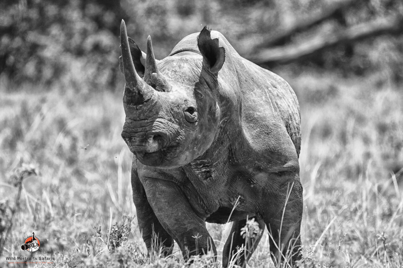 Black rhino at Ngorongoro Crater 3 Days Best Tanzania safari tour