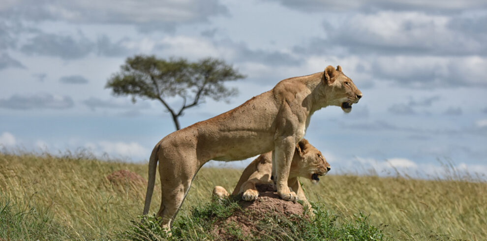 lions on a mound at the Masai Mara on 6 Days best African lions safari and rhinos