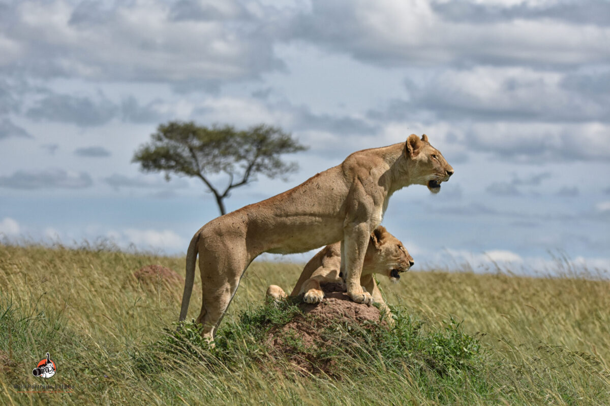 lions on a mound at the Masai Mara on 6 Days best African lions safari and rhinos