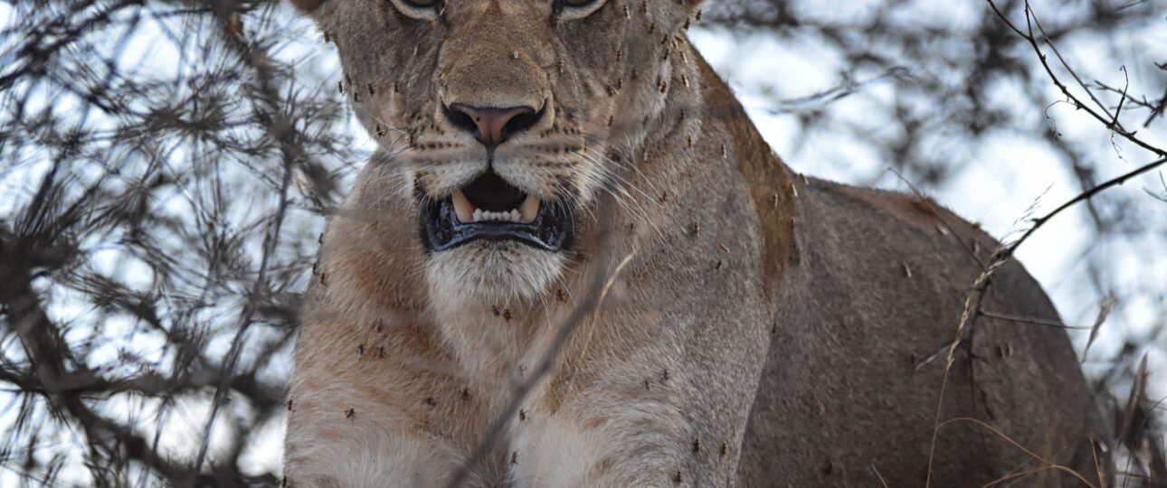 lion at Tsavo on 9 Days Best Kenya Safari Adventure Trip