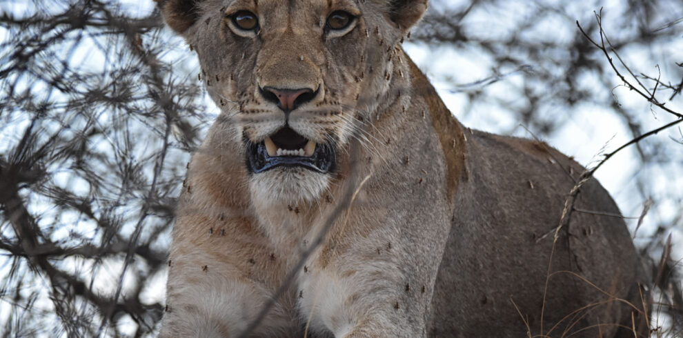 lion at Tsavo on 9 Days Best Kenya Safari Adventure Trip