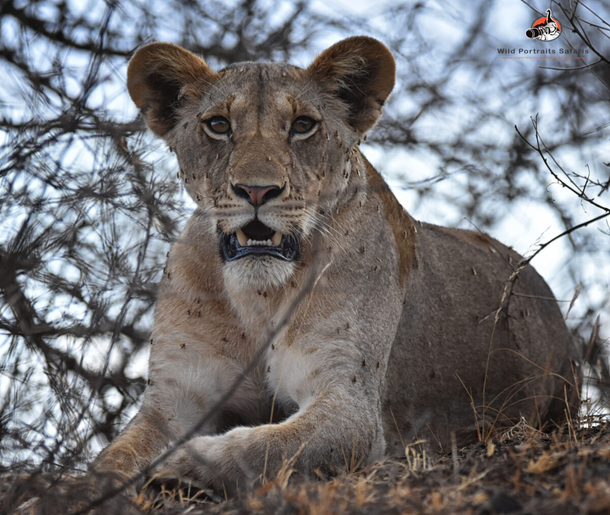 lion at Tsavo on 9 Days Best Kenya Safari Adventure Trip