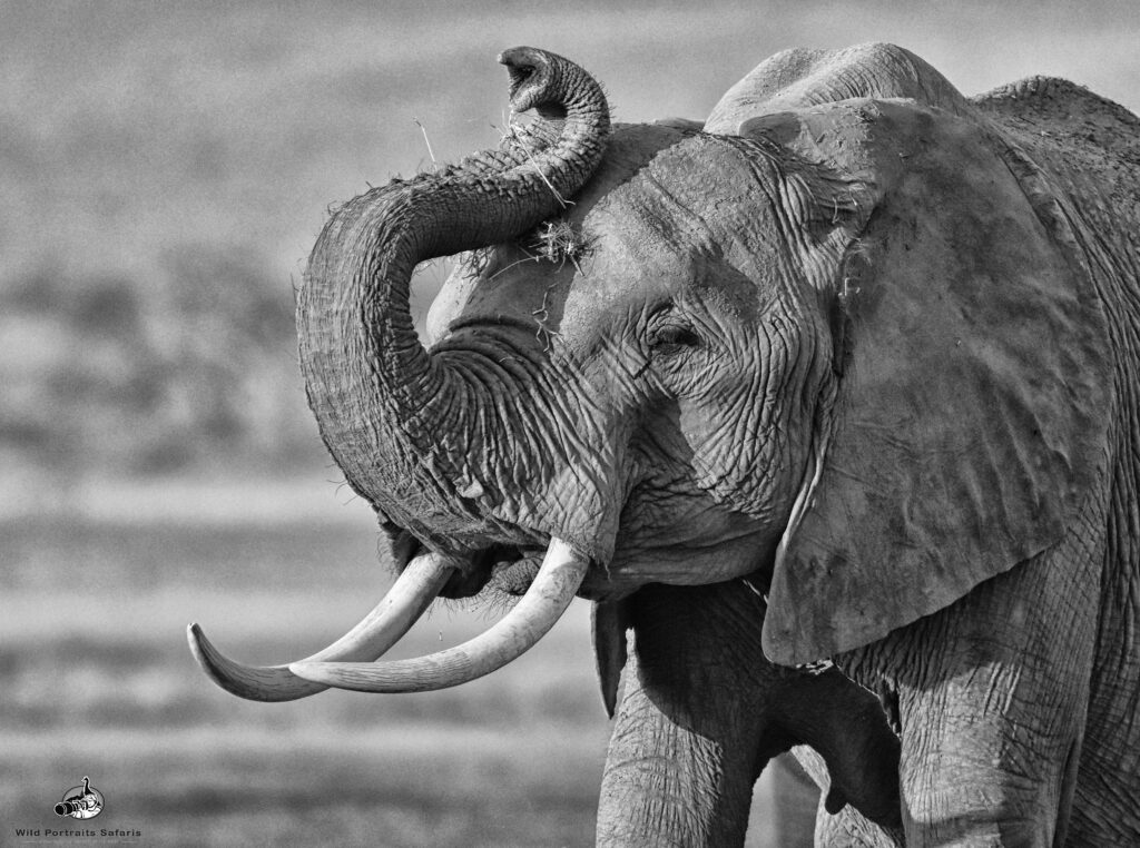 elephant portrait Exquisite 3 Days Safari in Samburu kenya