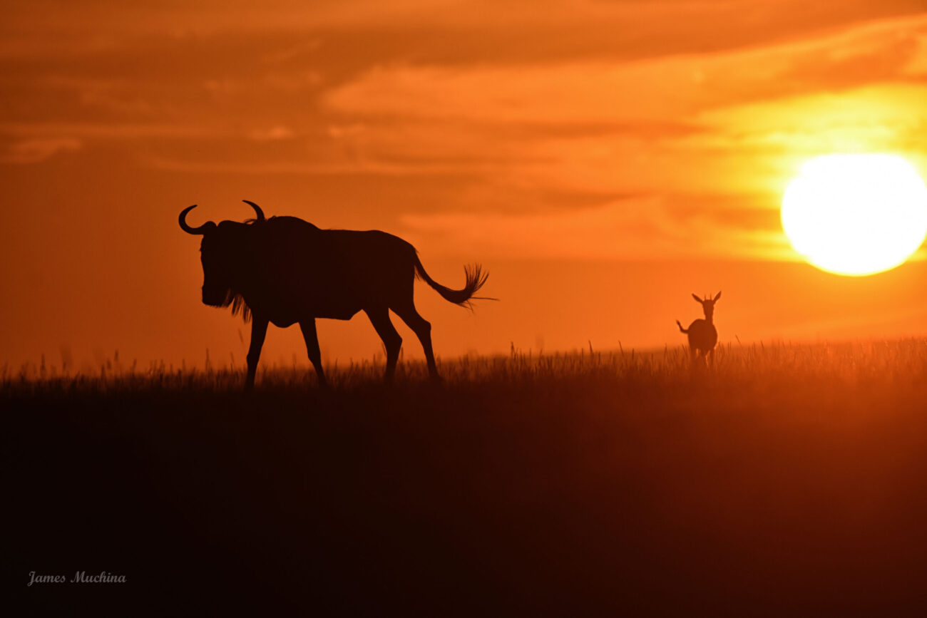wildebeest at sunset on the great wildebeest migration serengeti