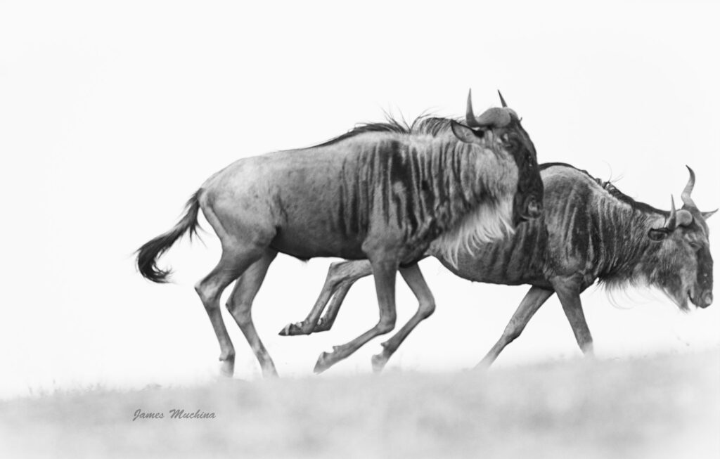 Wildebeest running during the great wildebeest migration serengeti