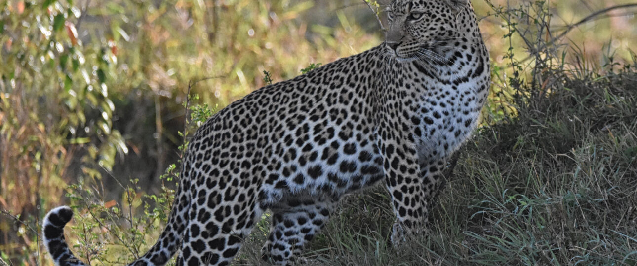 leopard at mara on Kenya wildlife adventure photography safari
