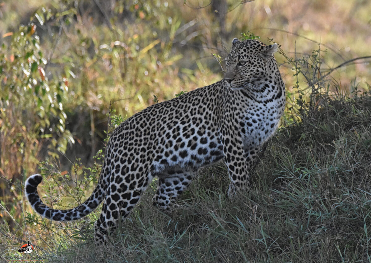 leopard at mara on Kenya wildlife adventure photography safari