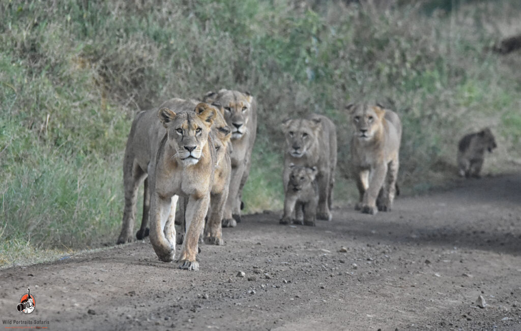 lion family, Kenya wildlife adventur photography safari