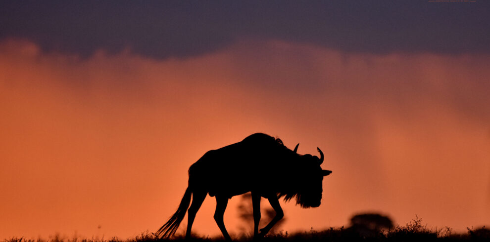 Wildebeest at sunset during the 7 Days Wildebeest Migration in Tanzania Safari