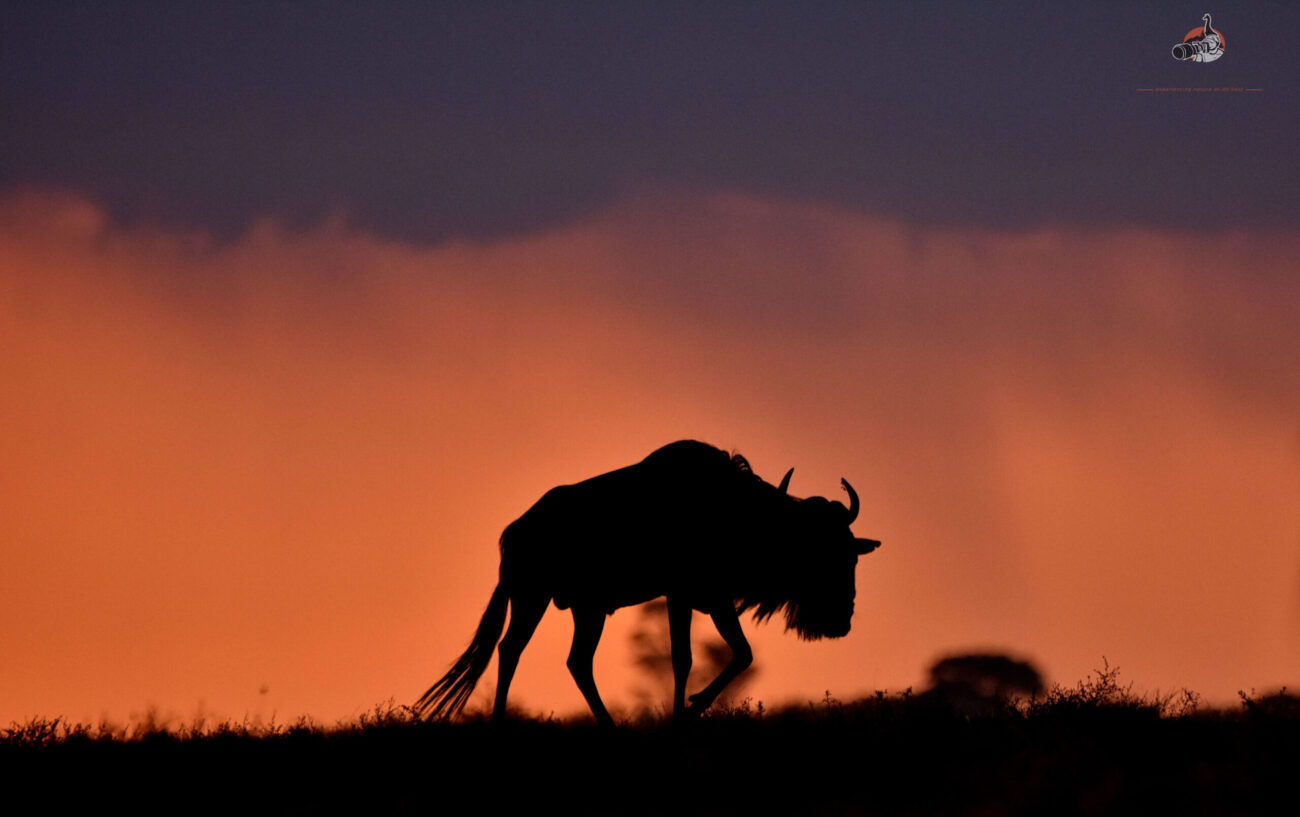 Wildebeest at sunset during the 7 Days Wildebeest Migration in Tanzania Safari