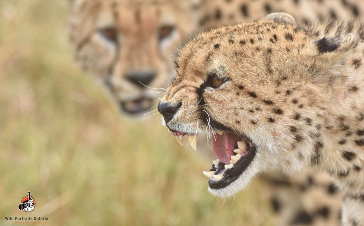 Cheetahs at the Masai Mara On 7 Days Best Kenya Family Safari Adventure