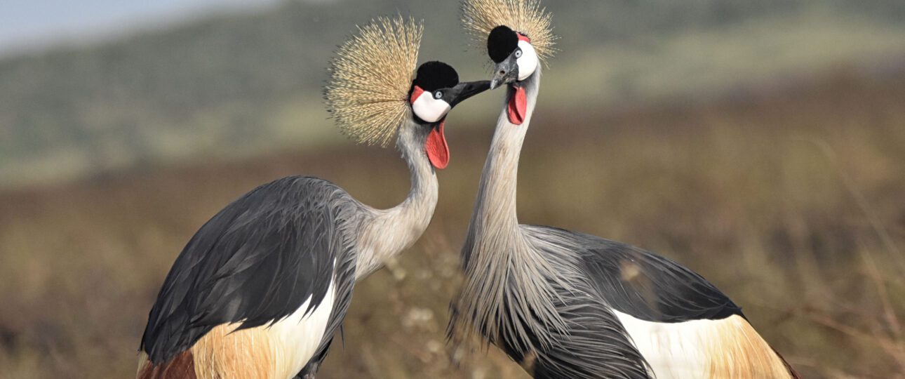 Crowned cranes 12 Days Best Kenya and Tanzania Combined Safari