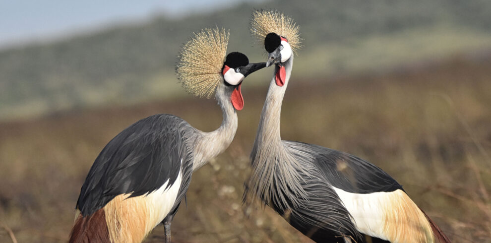 Crowned cranes 12 Days Best Kenya and Tanzania Combined Safari