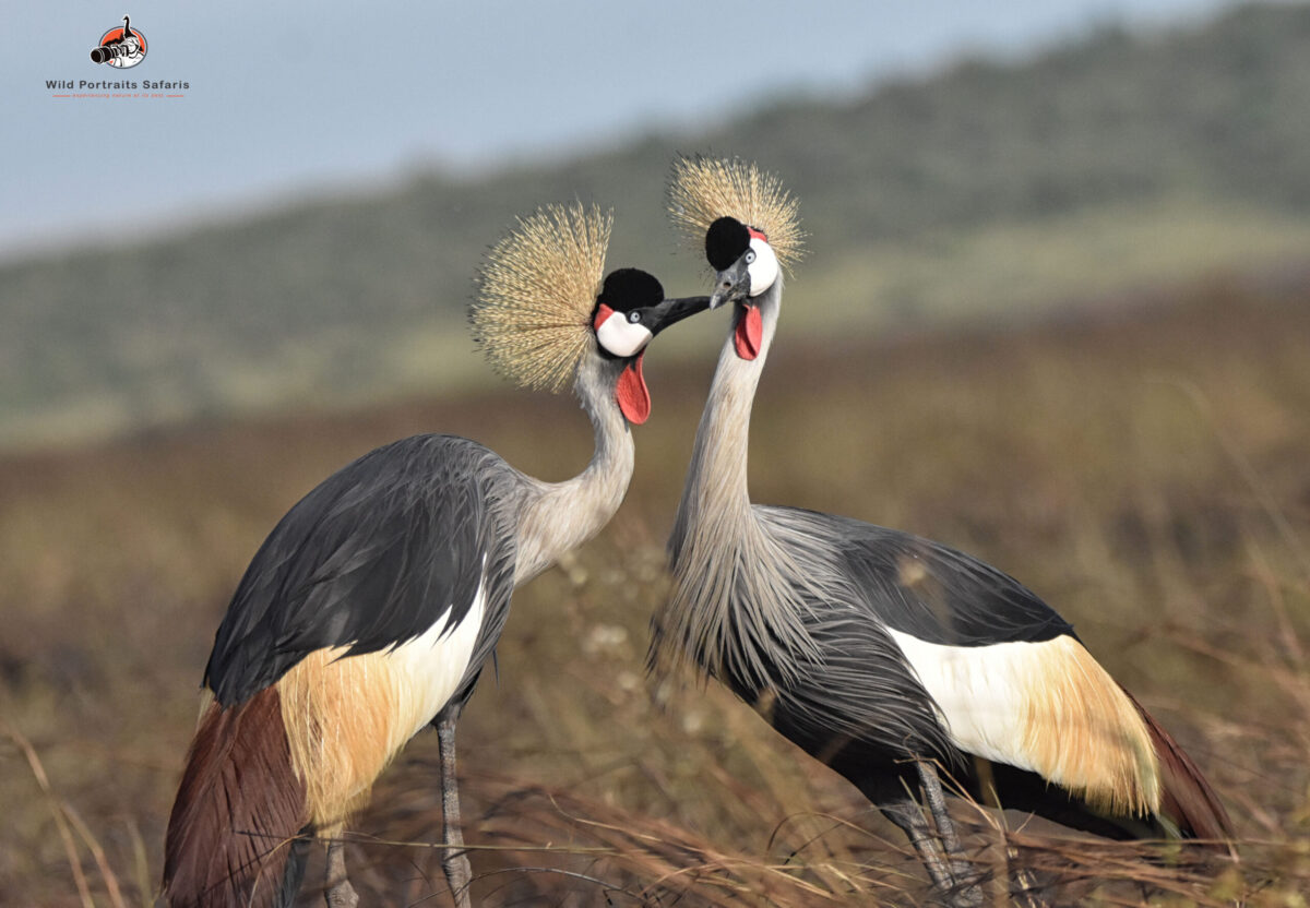 Crowned cranes 12 Days Best Kenya and Tanzania Combined Safari