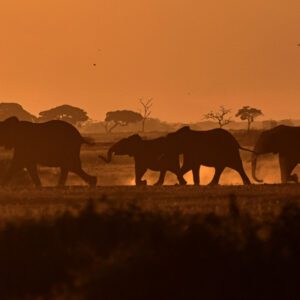 Elephants at sunset on 4 Days explore Amboseli Kenya Safari