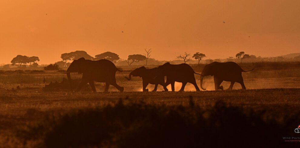 Elephants at sunset on 4 Days explore Amboseli Kenya Safari