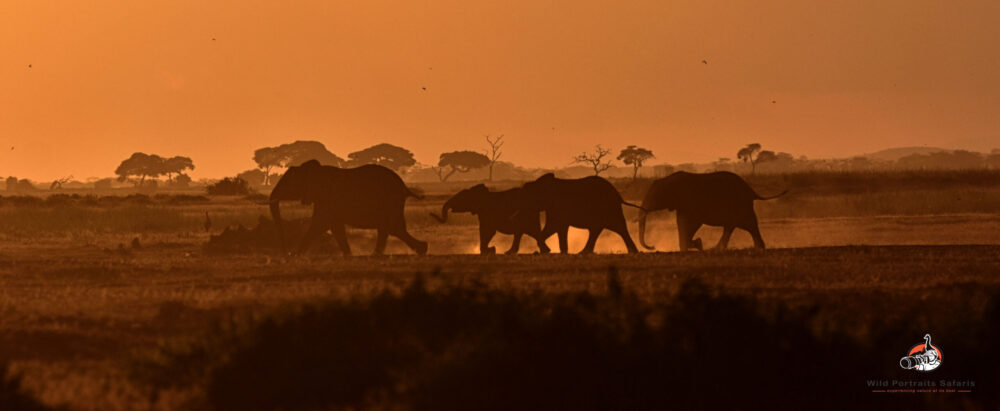 Elephants at sunset on 4 Days explore Amboseli Kenya Safari