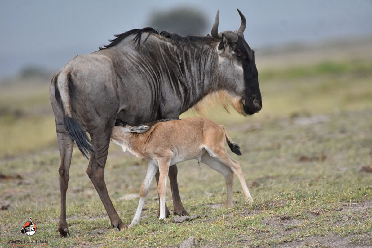 wildebeest nursing at Ndutu 5 Days Best Wildebeest Migration calving season Safari