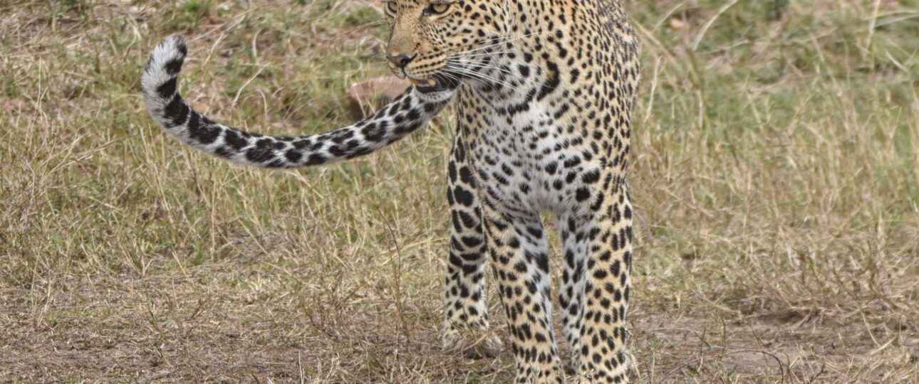 Leopard at the Masai Mara 6 Days Best Kenya and Tanzania Combined Safari