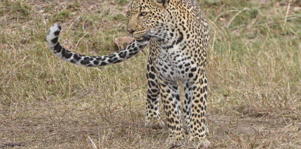 Leopard at the Masai Mara 6 Days Best Kenya and Tanzania Combined Safari