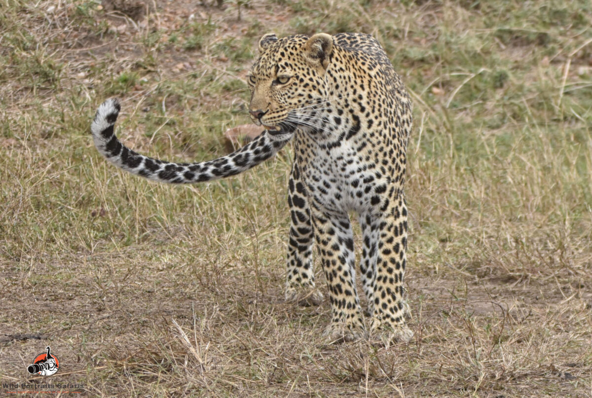 Leopard at the Masai Mara 6 Days Best Kenya and Tanzania Combined Safari