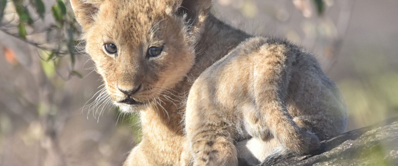 Lion cub at Masai Mara 10 Days Enchanting Kenya and Tanzania Adventure Safari