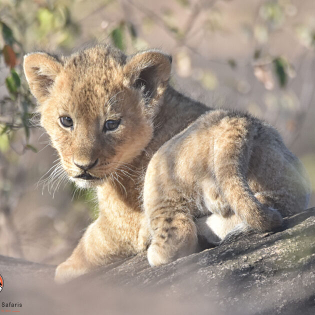 Lion cub at Masai Mara 10 Days Enchanting Kenya and Tanzania Adventure Safari