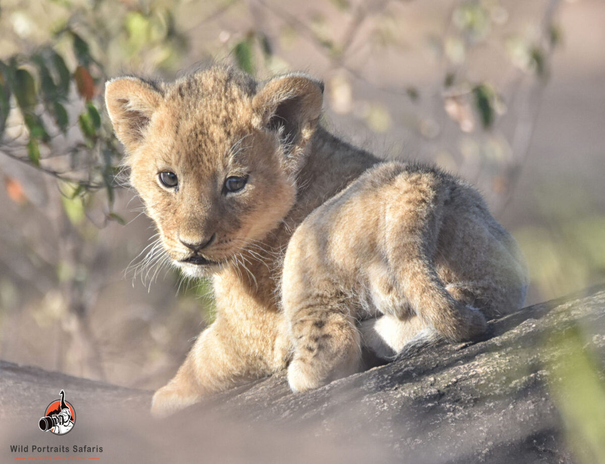 Lion cub at Masai Mara 10 Days Enchanting Kenya and Tanzania Adventure Safari