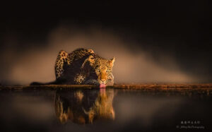 Jeff Wu leopard at hide photography on Kenya wildlife photo safari