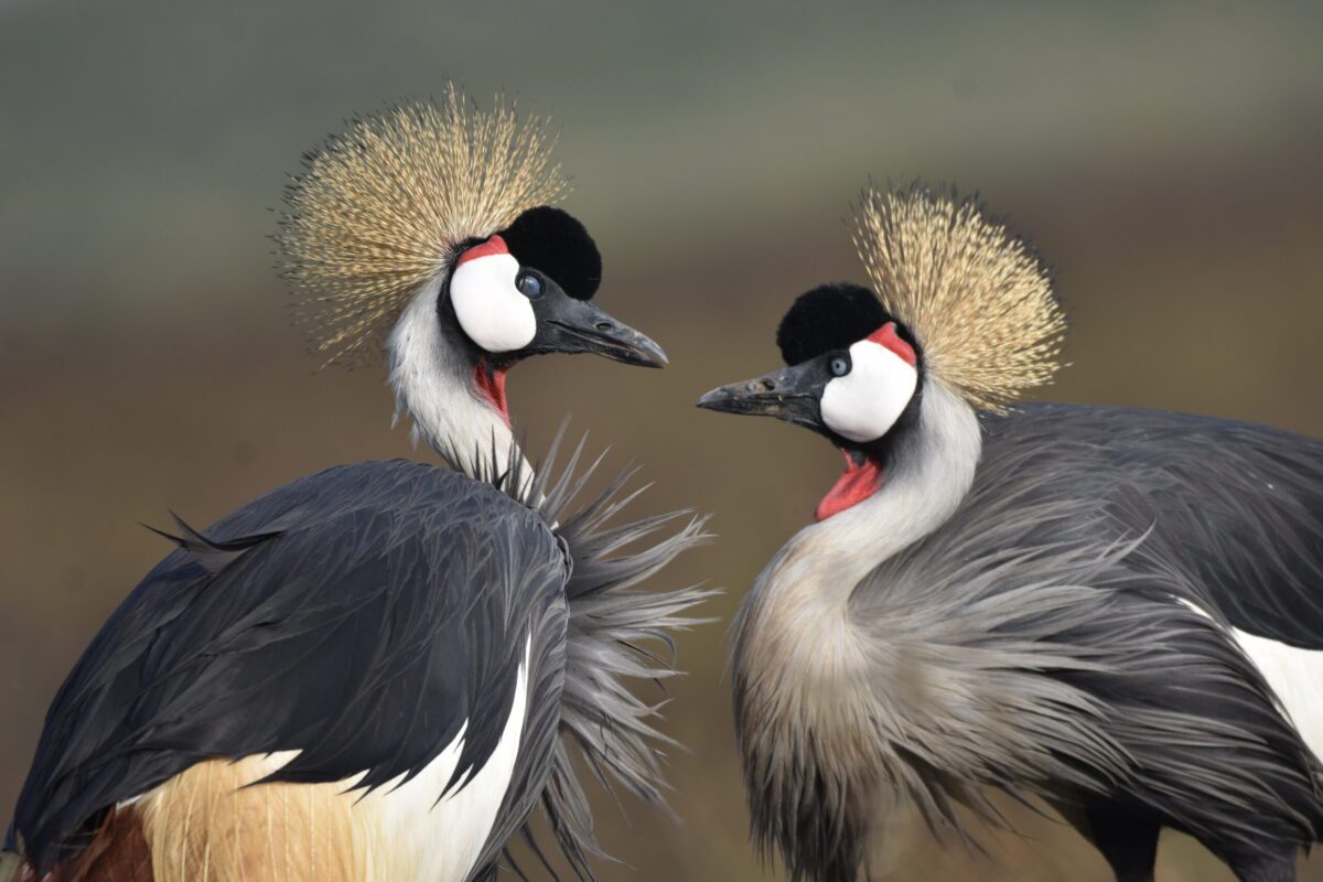 Grey crowned cranes on 8 Days Best Kenya Family Safari and Beach Holiday