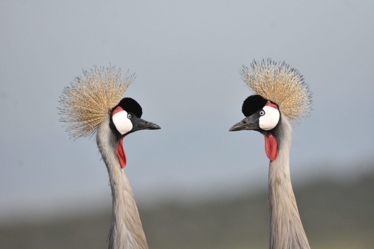 Crowned cranes 13 Days Enchanting Kenya and Tanzania Safari