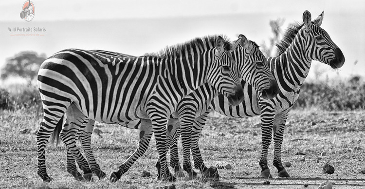 zebras at Amboseli on 7 Nights 8 Days Amboseli Nakuru Mara Kenya Classic Safari